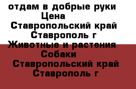 отдам в добрые руки › Цена ­ 50 - Ставропольский край, Ставрополь г. Животные и растения » Собаки   . Ставропольский край,Ставрополь г.